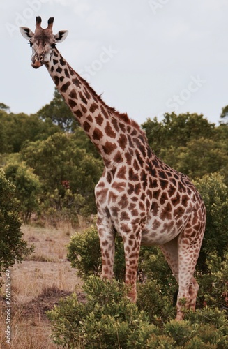 Tall giraffe