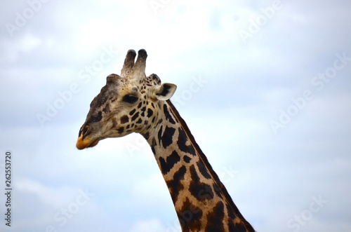 Portrait of giraffe © Phoebe