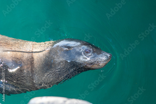 seal cape town parks and reserves of south africa