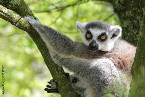 Fototapeta Naklejka Na Ścianę i Meble -  Portrait Katta - Lemur Catta - hängt im Baum