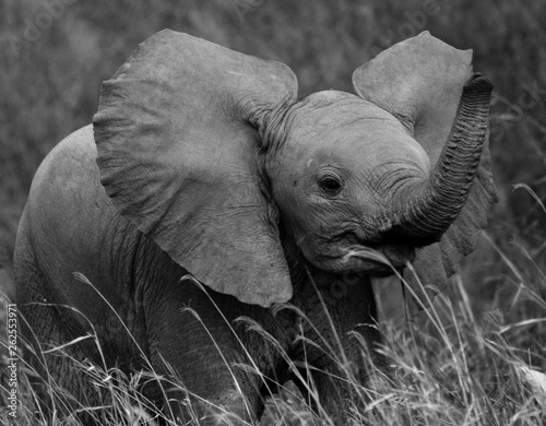 B&W Baby elephant playfully swinging trunk
