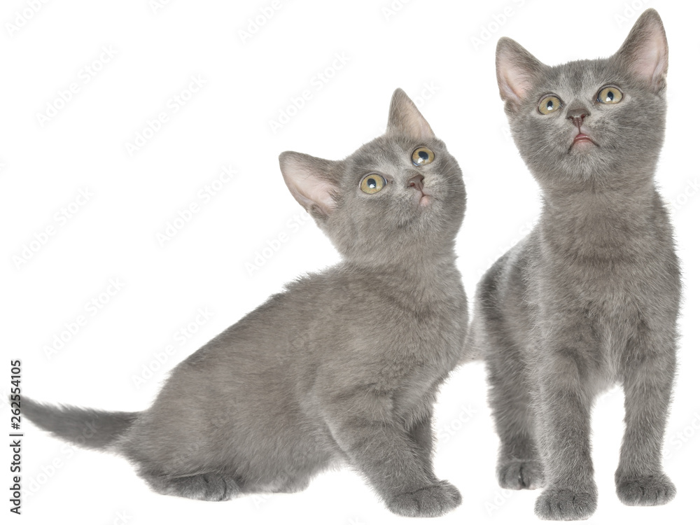 Two small gray shorthair kitten sitting isolated