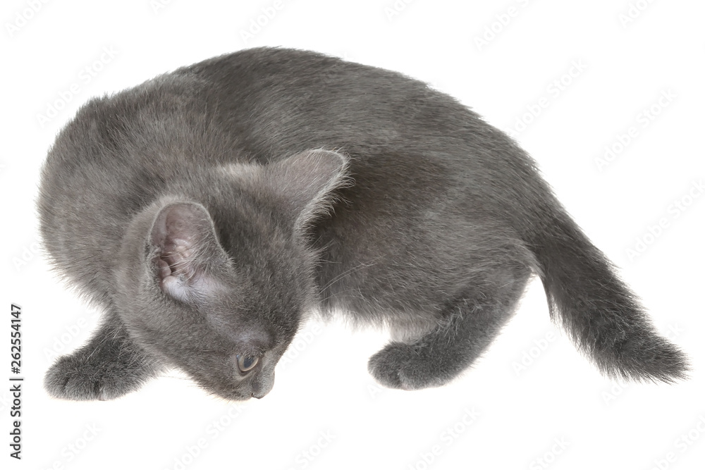 Obraz premium Small kitten playing isolated
