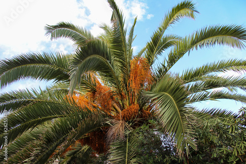 Date palm fruits ripen on the tree