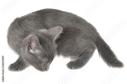 Small kitten playing isolated