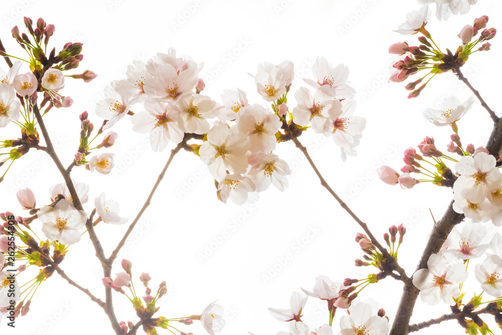 Fototapeta premium Cherry blossom in spring for background or copy space for text