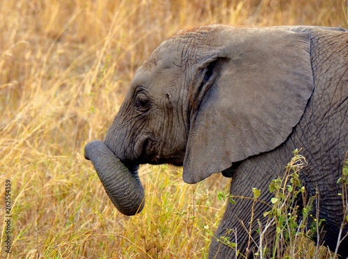 side portrait of baby elephant