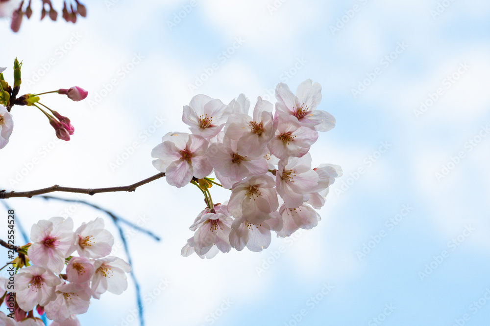 Cherry blossom in spring for background or copy space for text Cherry blossom in spring for background or copy space for text