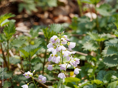 Cardamine pratensis - Cardamine des près ou cresson des près, petites fleurs sauvages des prairies
