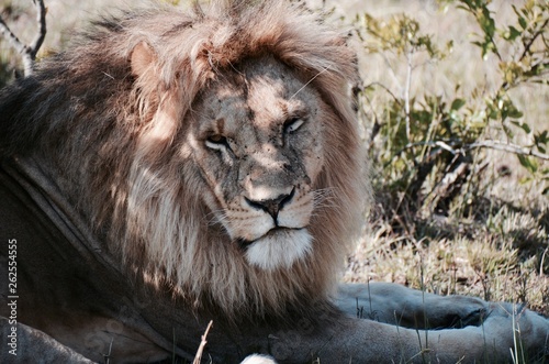 Male lion staring into distance