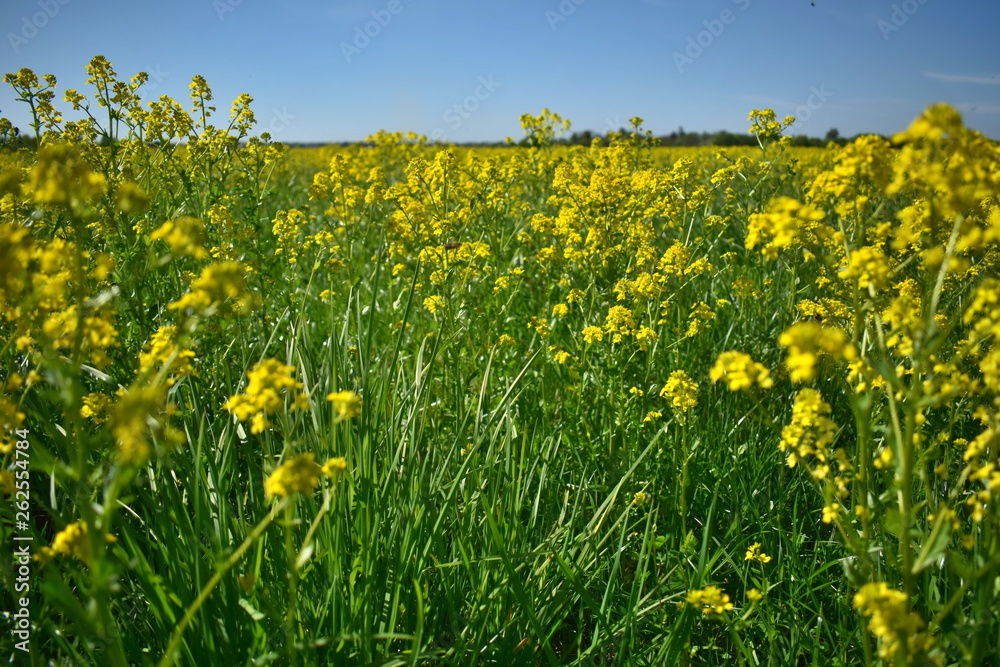 Fototapeta premium Landscape of field with flowers, sky and horizon
