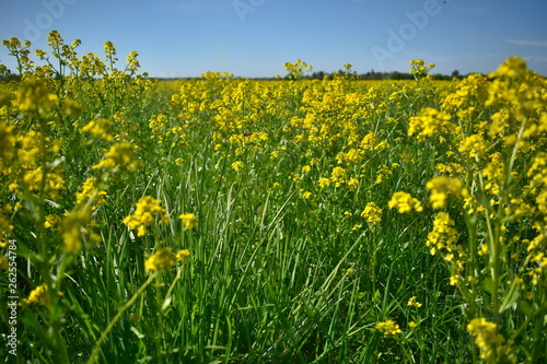 Landscape of field with flowers, sky and horizon