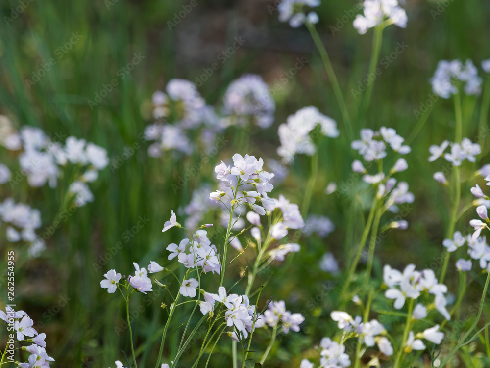Cardamines des près ou cressons des près (Cardamine pratensis) Cardamines des près ou cressons des près (Cardamine pratensis)
