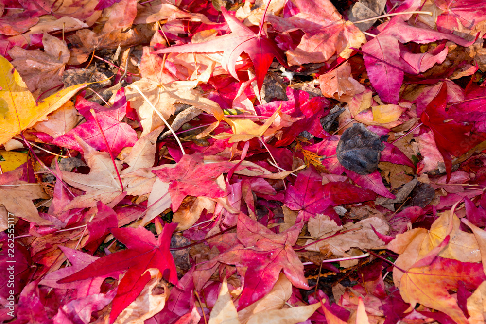 The beautiful colors of autumn/fall leaves.  Taken in Cardiff, South Wales, UK