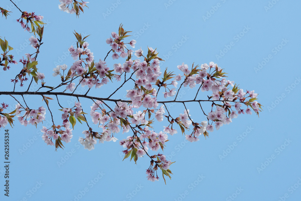 Cherry blossom in spring for background or copy space for text Cherry blossom in spring for background or copy space for text