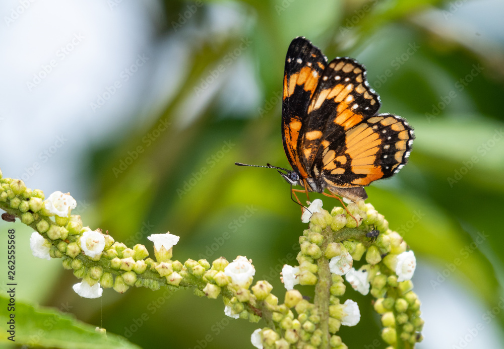 Obraz premium A Bordered Patch butterfly on wild flowers.