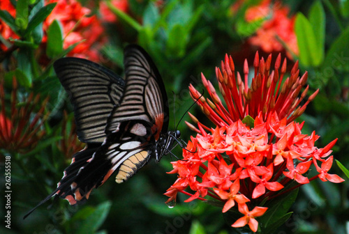 Butterfly common rose (Pachliopta aristalochiae) flying around jungle flame bush (Ixora javanica) on tropical island Ko Lanta photo