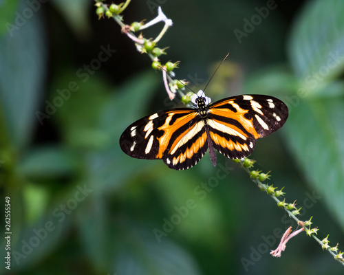 Canvas Print A Sweet Oil butterfly on wild flowers.