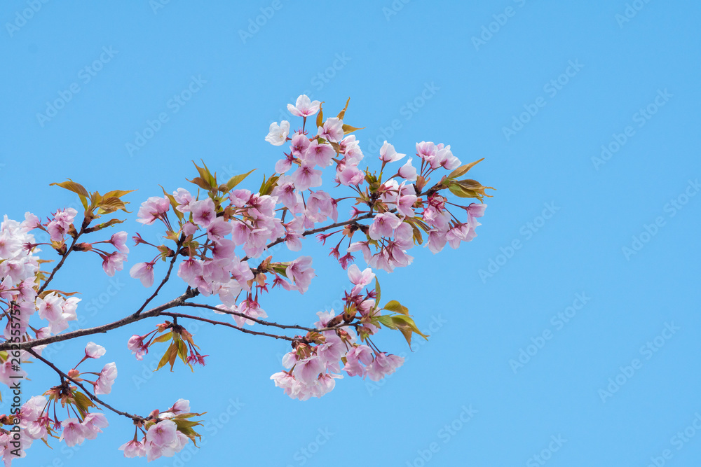 Cherry blossom in spring for background or copy space for text Cherry blossom in spring for background or copy space for text