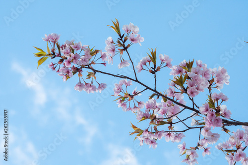 Cherry blossom in spring for background or copy space for text