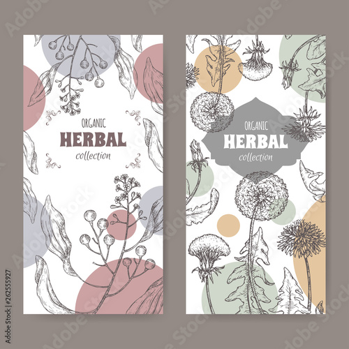 Set of two labels with camphorwood or camphor laurel and Dandelion sketch. Green apothecary series.