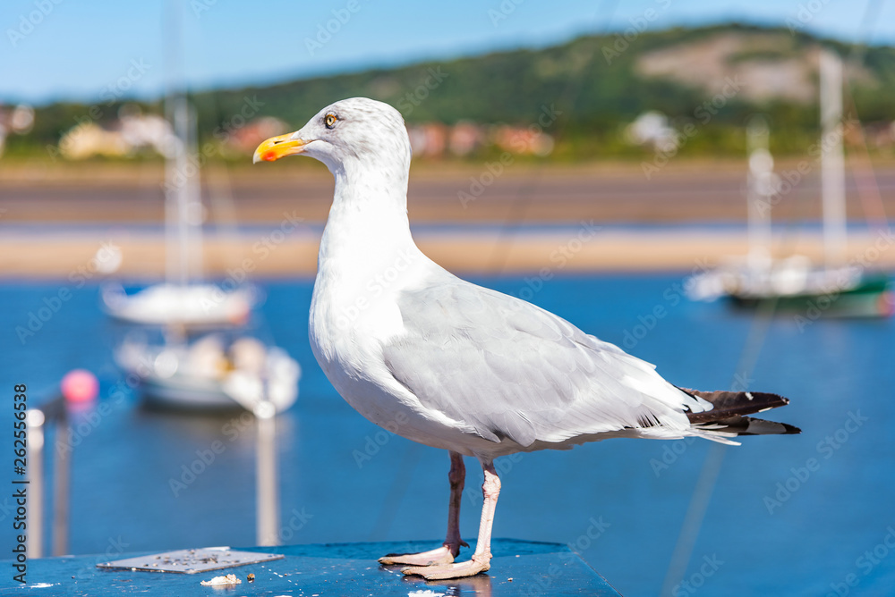 Fototapeta premium Seagull near a harbour