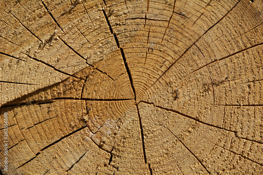 Fototapeta premium cross section of tree trunk