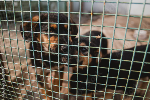 portrait of pair cute little shepherd dogs toching  nose to aviary