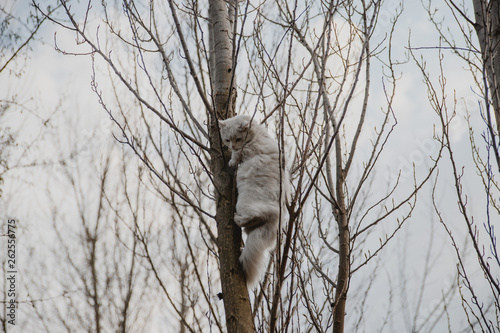 white scary cat on tree looking down