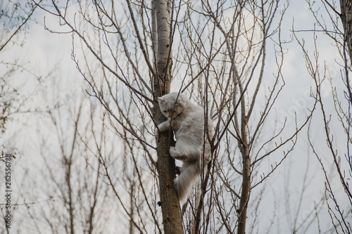 white scary cat on tree looking down