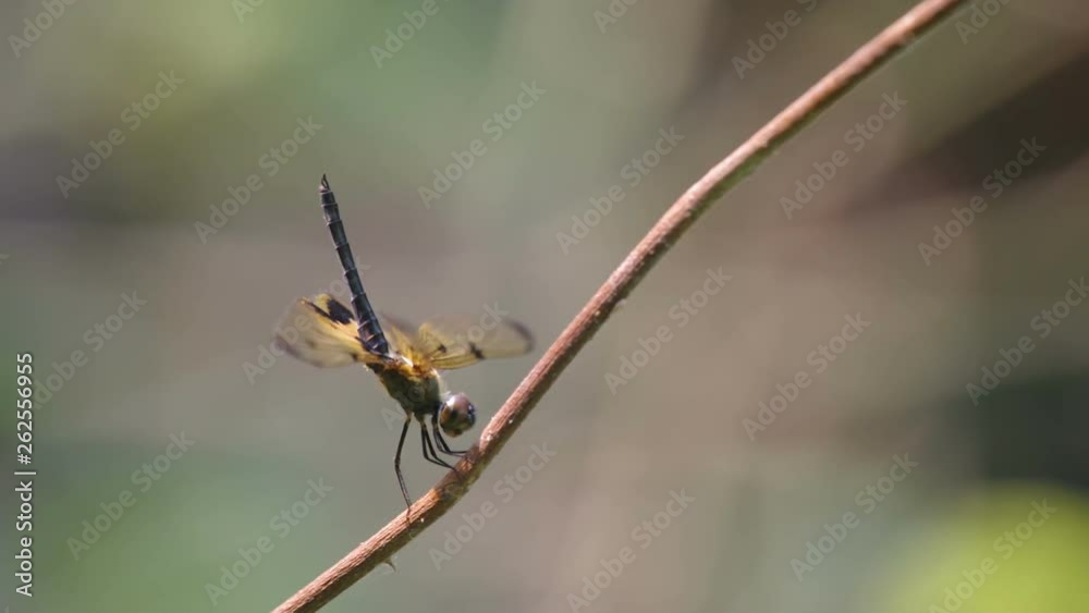 a dragonfly is resting and moving its wings on the dry branch a dragonfly is resting and moving its wings on the dry branch