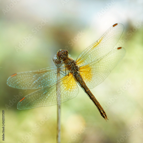 Dragonfly on a yellow background, macro. Dragonfly sitting on a dry blade of grass. Textured wings. Bright summer day. Sympetrum sanguineum. Predatory insect. Dragonfly orange.