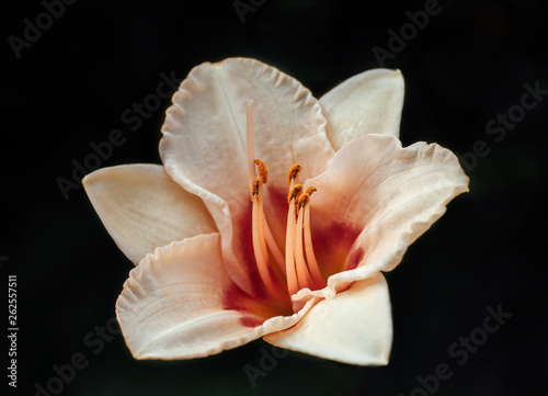 Pastel pink Lily with red-orange middle. Lily on a black background close-up. Orange stamens.