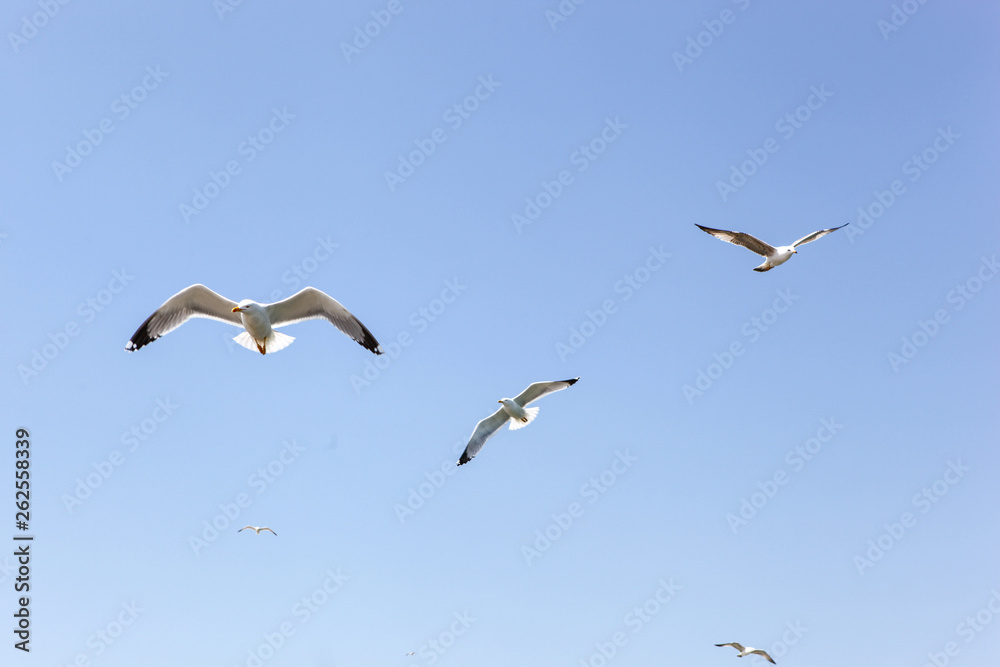 Seagulls Flying Over Sea On Sunny Day