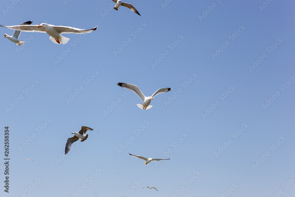 Seagulls Flying Over Sea On Sunny Day Seagulls Flying Over Sea On Sunny Day