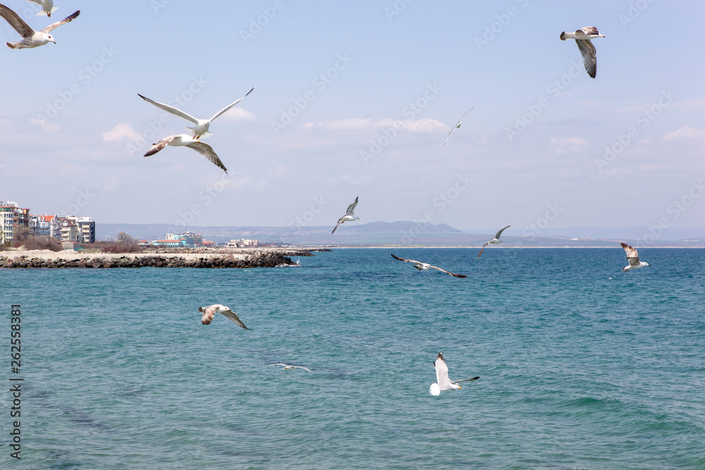 Seagulls Flying Over Sea On Sunny Day