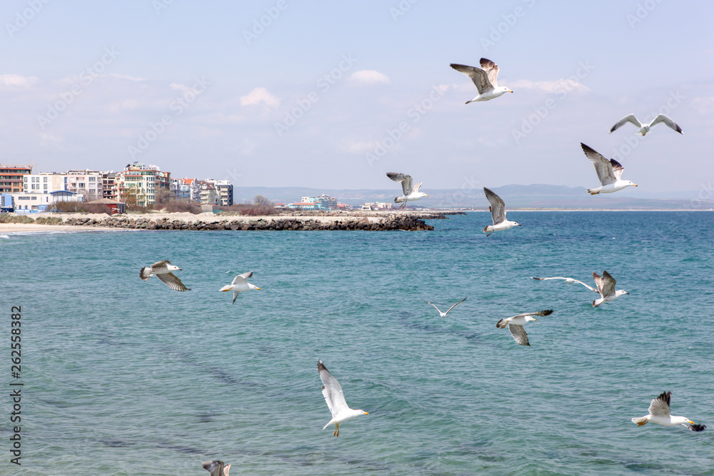 Seagulls Flying Over Sea On Sunny Day