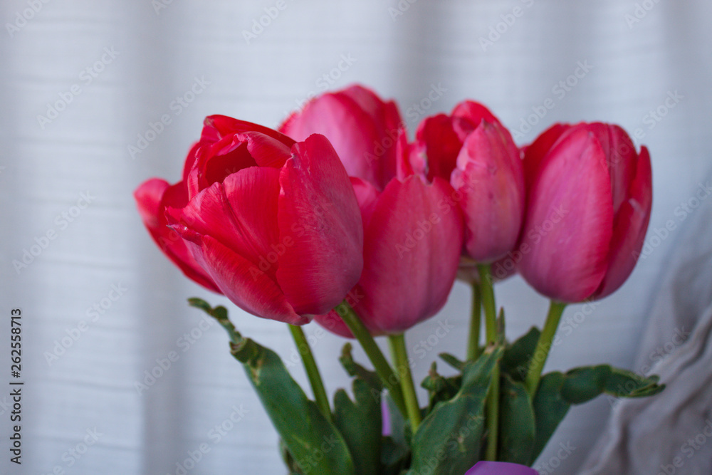 Fresh tender pink tulips in a vase with violet paper and ribbon bow on the background of linen fabric, copy space Fresh tender pink tulips in a vase with violet paper and ribbon bow on the background of linen fabric, copy space
