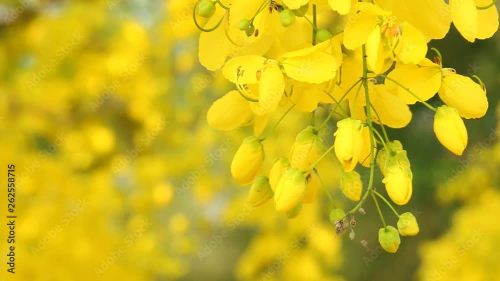 Golden shower flower moving by wind, Chiangmai Thailand Golden shower flower moving by wind, Chiangmai Thailand