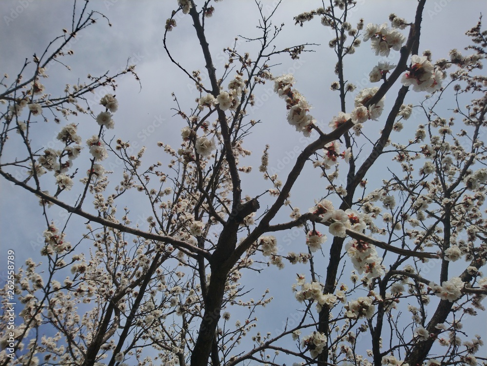 Obraz premium air tree