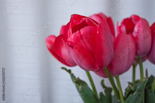 Fototapeta Naklejka Na Ścianę i Meble -  Fresh tender pink tulips in a vase with violet paper and ribbon bow on the background of linen fabric, copy space