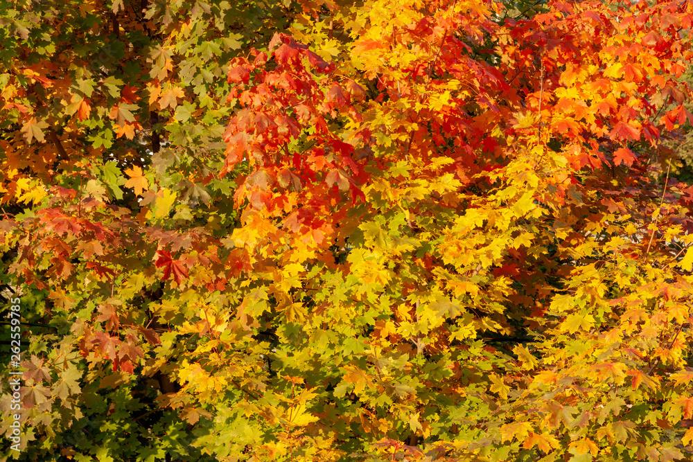 Blurred autumn background of green yellow red leaves. Blurred autumn background of green yellow red leaves.