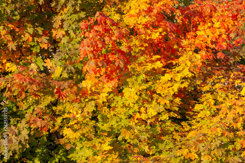Blurred autumn background of green yellow red leaves.