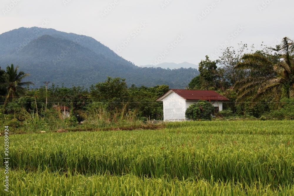 Fototapeta premium rice fields in the north sumatra village