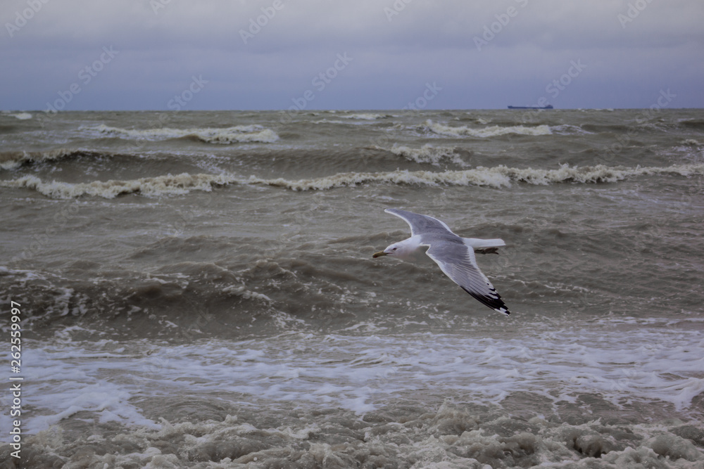 white seagull flies over the sea in cloudy windy weather, waves, wind, clouds white seagull flies over the sea in cloudy windy weather, waves, wind, clouds