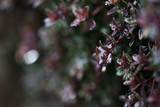 Thyme in early spring.