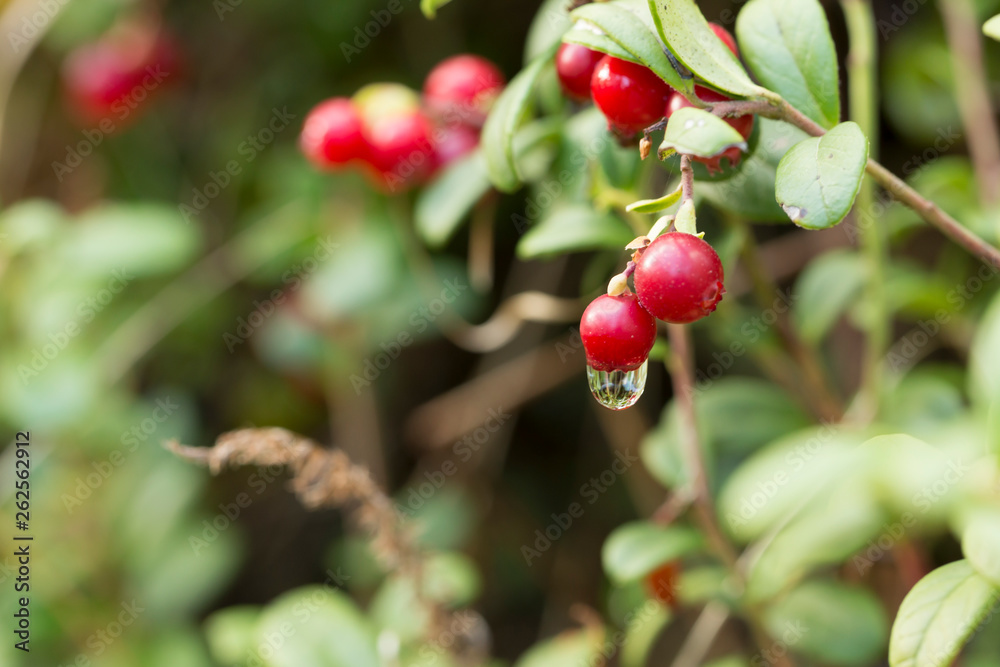 Lingonberry in the forest during autumn