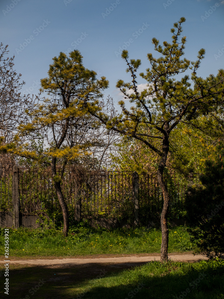 Tree Pine Spring Goloseevsky Botanikal Park Tree Pine Spring Goloseevsky Botanikal Park