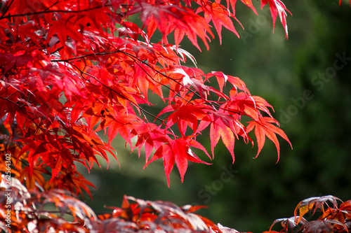 The beautiful colors of autumn/fall leaves.  Taken in Cardiff, South Wales, UK
