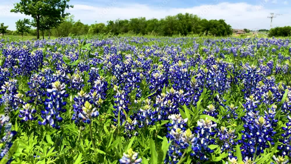 Each Spring season, thousands of these beautiful blue blooms burst onto the sides of roads and in the fields and meadows of Texas. Segment 1 of 4 in Slow Motion, and up to 4K 30fps Each Spring season, thousands of these beautiful blue blooms burst onto the sides of roads and in the fields and meadows of Texas. Segment 1 of 4 in Slow Motion, and up to 4K 30fps
